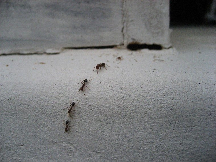 tout comprendre colonie fourmis