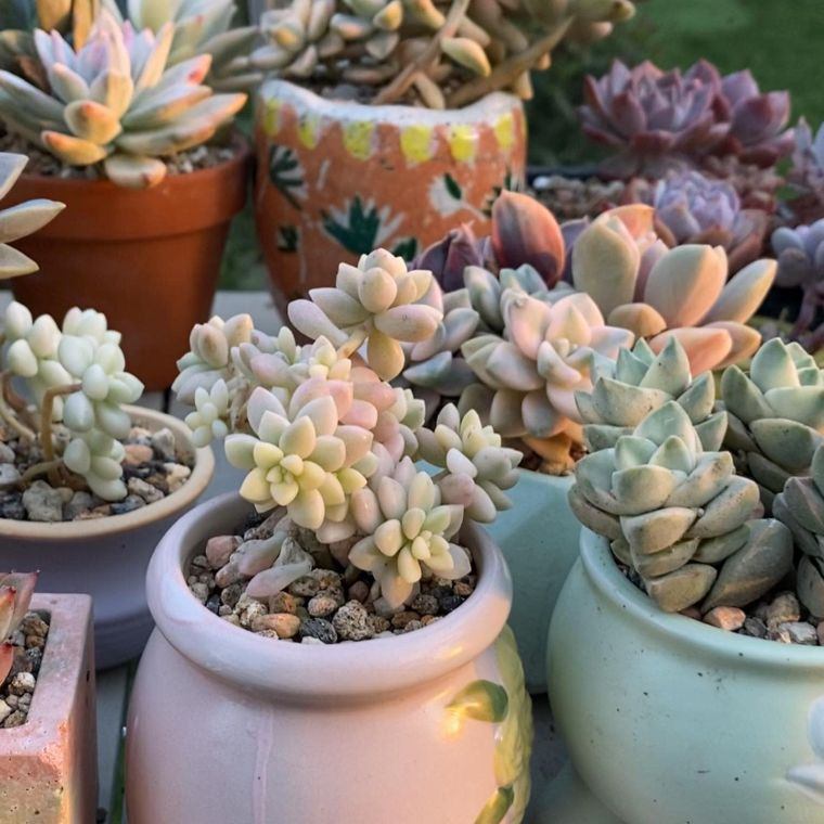 arrangement plantes succulentes pots