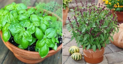 basilic lavande en pot