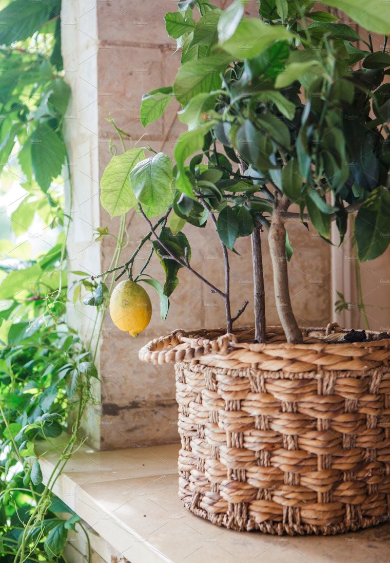 comment transferer un citronnier en pot