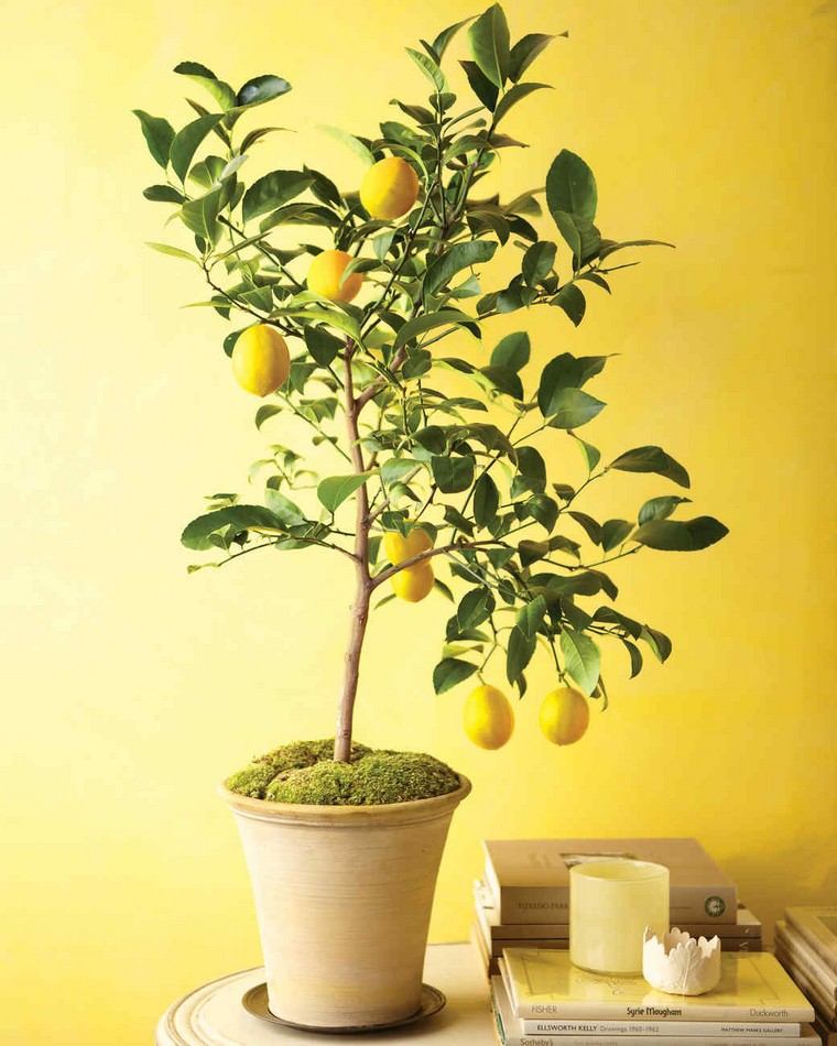garder citronnier intérieur pot