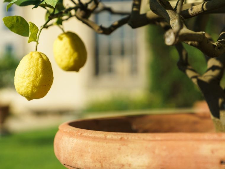 maladies citronnier agrumes