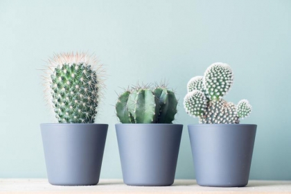 déco cactus intérieur