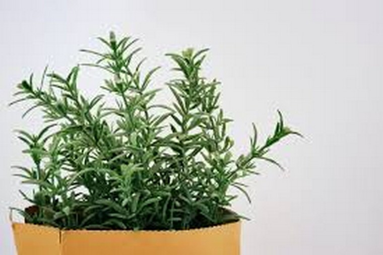 pot plante romarin intérieur
