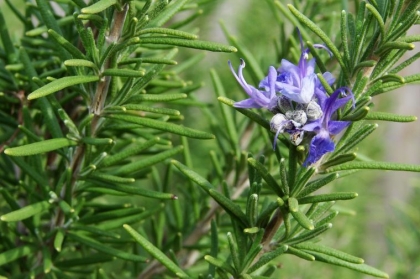 romarin jardin aromatique maison