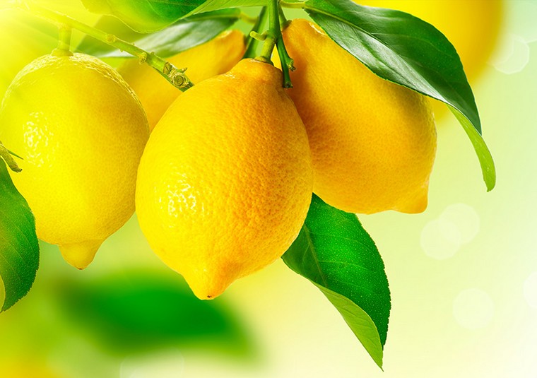 tout savoir sur citronniers