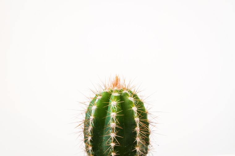 déco cactus intérieur