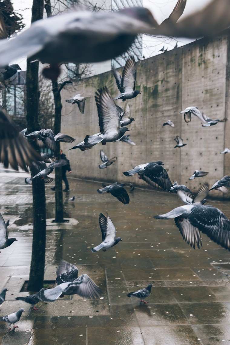 comment faire fuir les pigeons zones industrielles