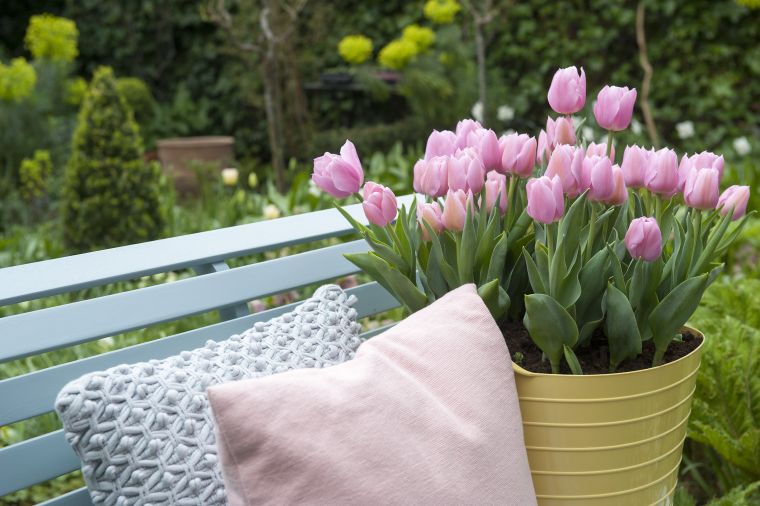 cultiver des tulipes en pots
