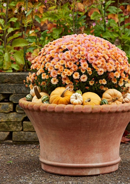 fleur d'automne jardiniere idee que planter semptembre balcon