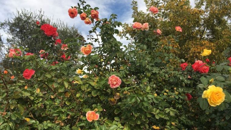 que planter en automne : rosier