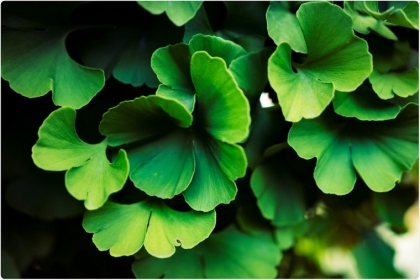 les plantes médicinales ginkgo