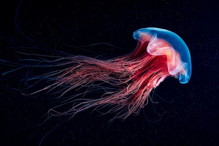 mer océan tout savoir sur les meduses