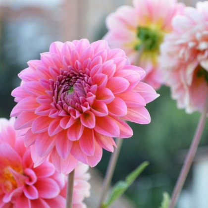 quelle fleur planter en automne