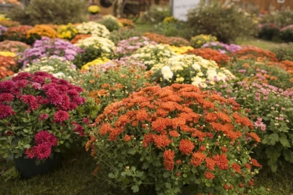 quelles fleurs planter en automne idées