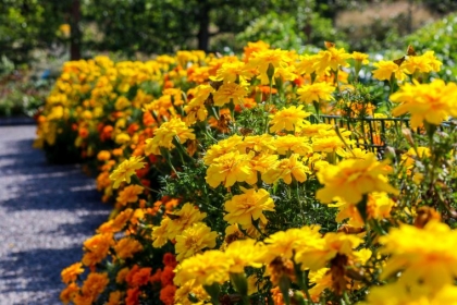 quoi planter en septembre