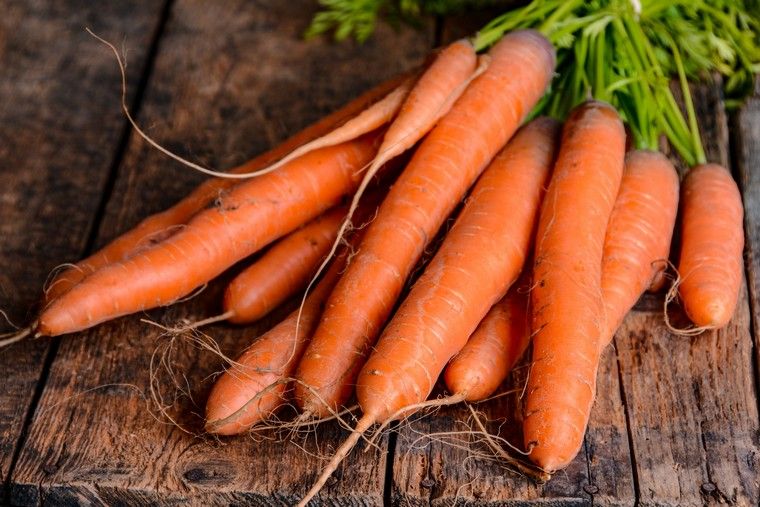 conservation carottes méthodes différentes