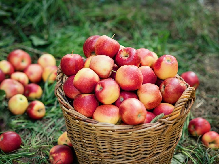 pommes automne bienfaits