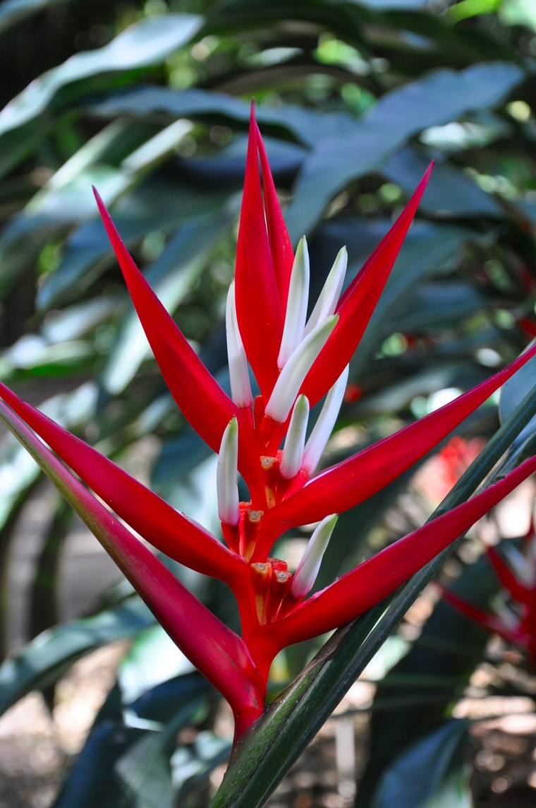 Heliconia angusta Noël rouge