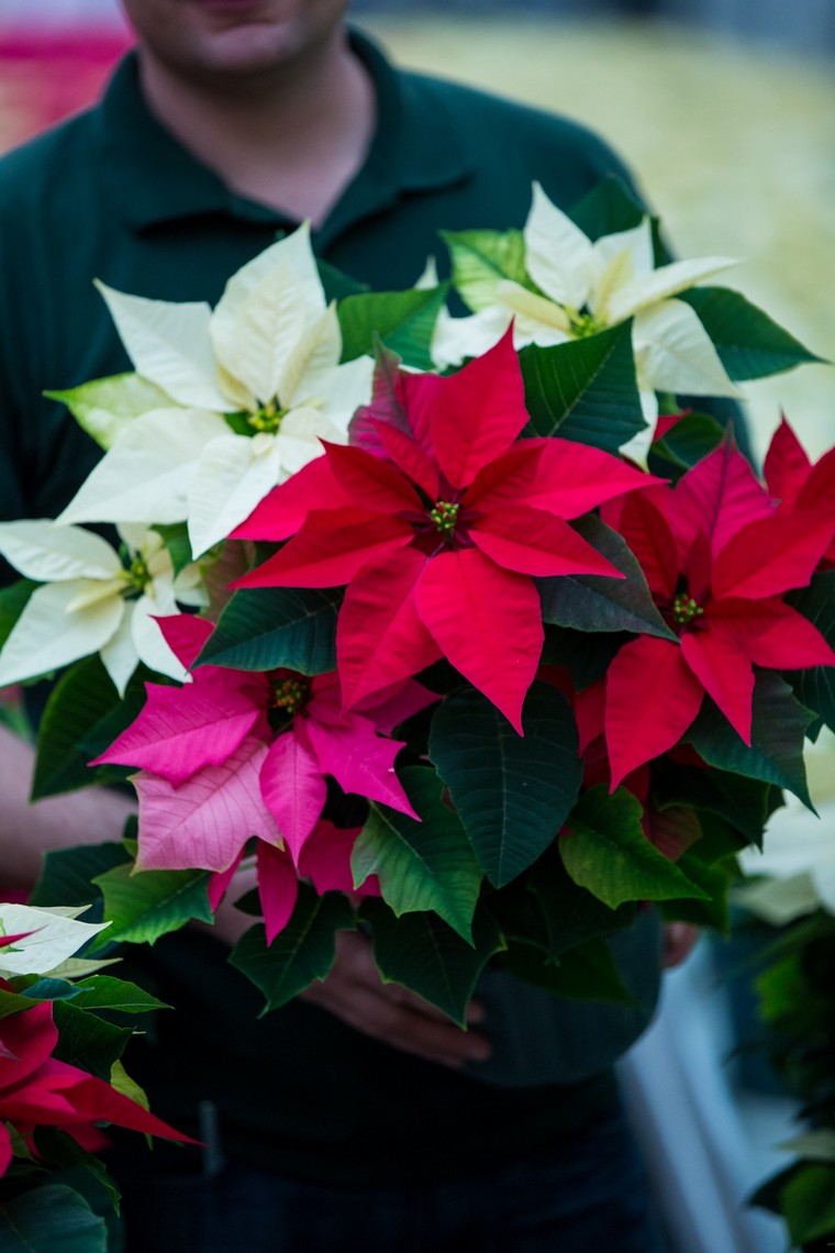 bouquet étoiles de Noël