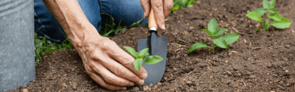 terre de diatomee plantes avantages