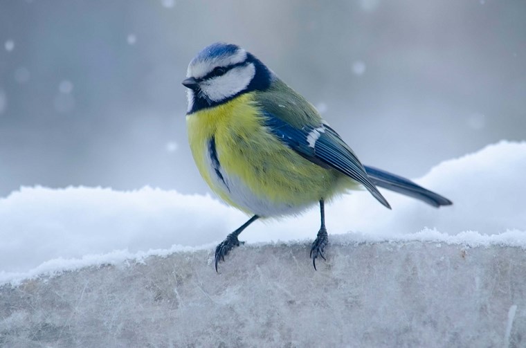 mangeoire pour oiseaux en hiver