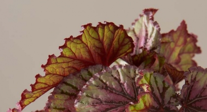 plante originale rex begonia