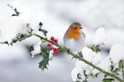 rouge gorge familier nourrir en hiver