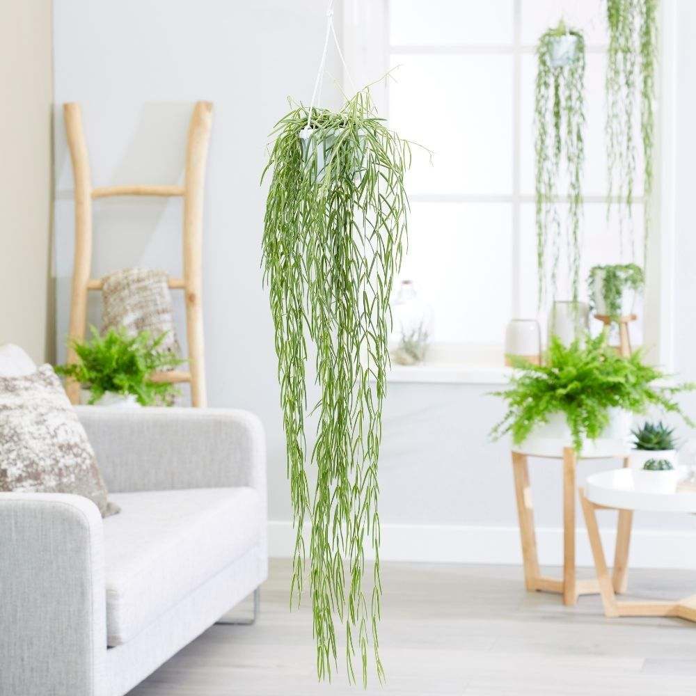 aménagement de salon avec plantes vertes 