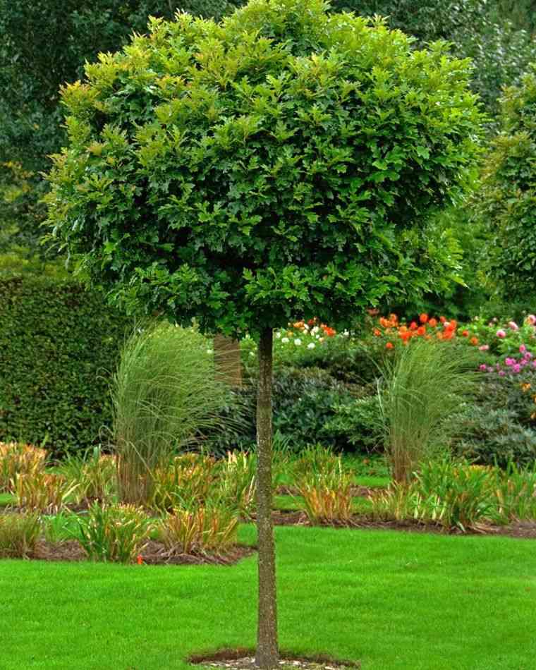 arbre de chêne pour attirer les oiseaux dans son jardin
