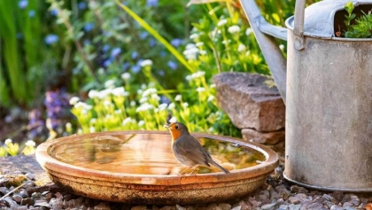 astuces pour attirer les oiseaux dans son jardin