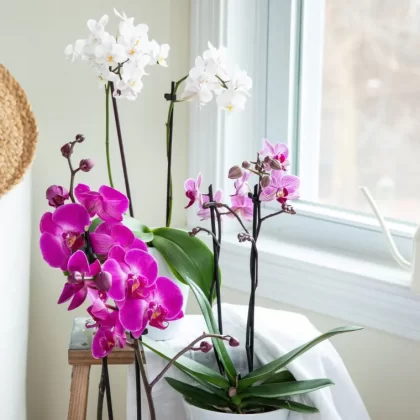 comment fare fleurir une orchidée