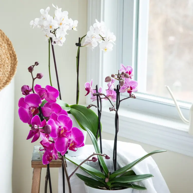 comment fare fleurir une orchidée 