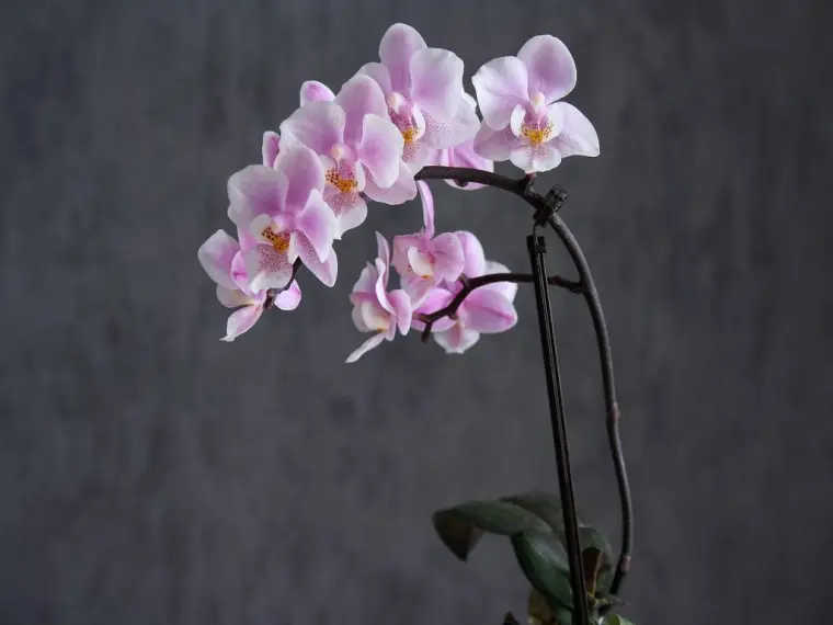 comment nourir les orchidées 
