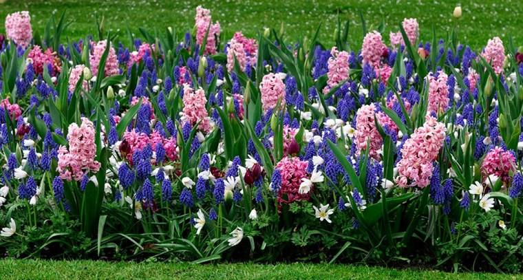fleur jacinthe couleurs printemps