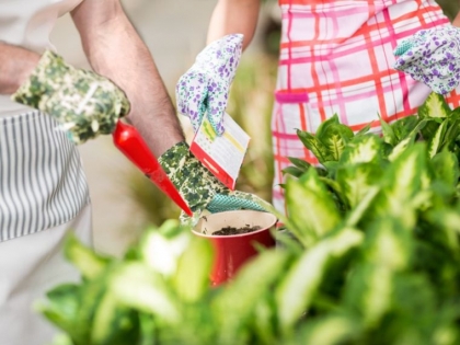 graines à semer dans le jardin au printemps