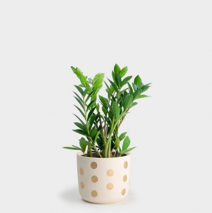 pot pois plantes zz