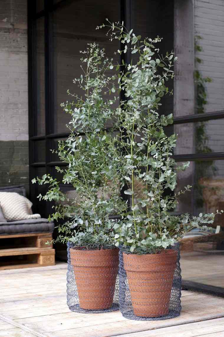 comment cultiver et prendre soin de l'eucalyptus dans le jardin
