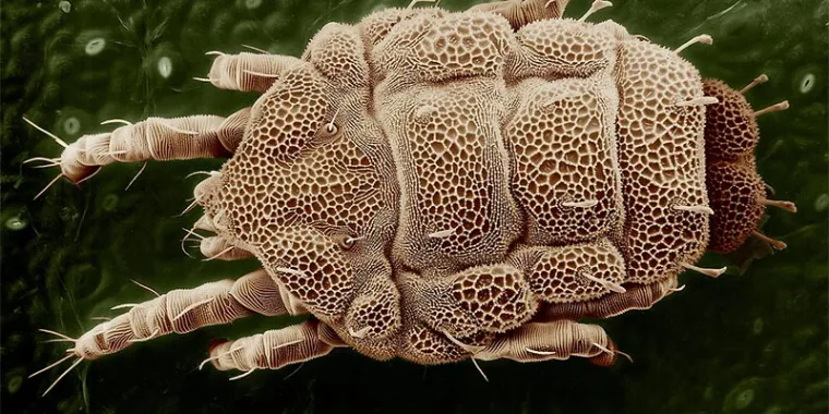 acariens lit microscopiques minuscules