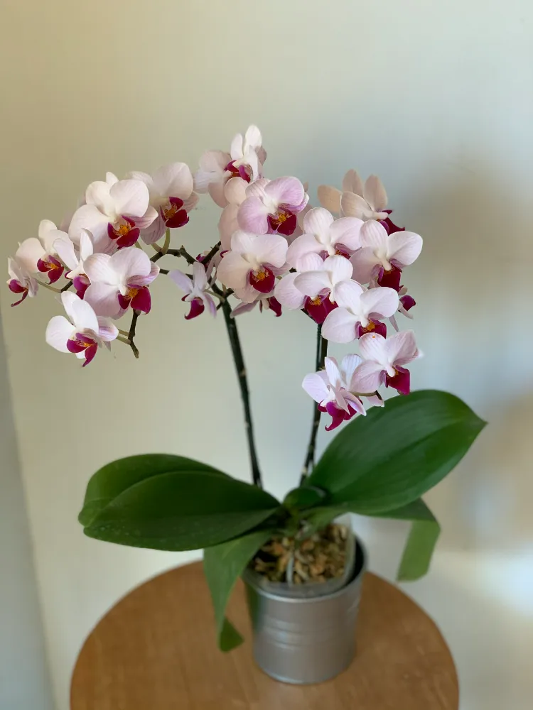 bel ensemble fleurs orchidées