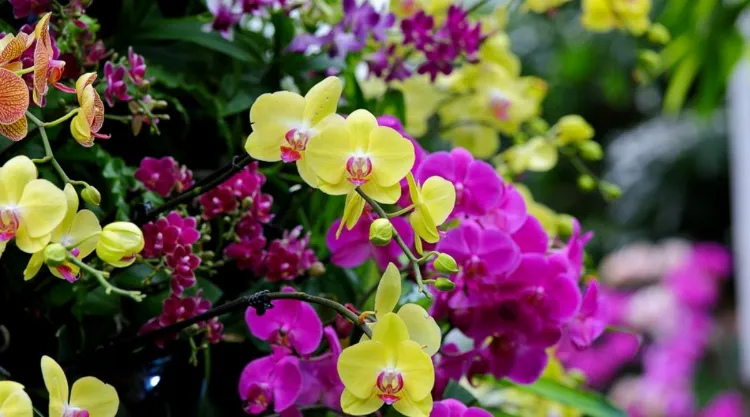 différents types orchidées connaître