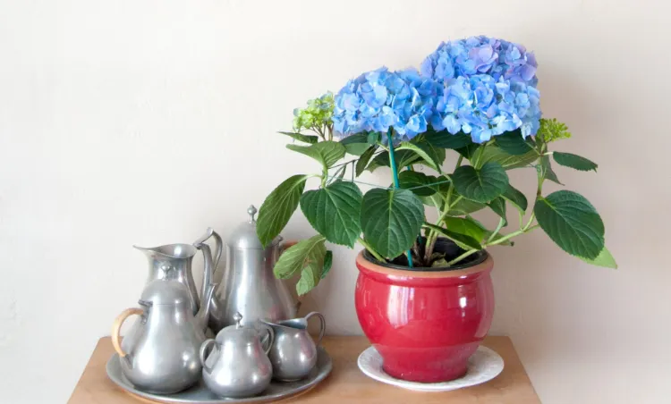 hortensias plante bleue intérieur