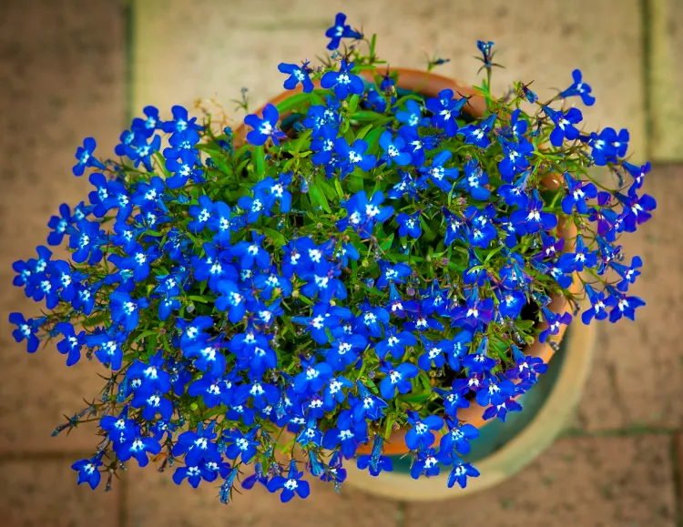 lobélie belle plante fleurs bleues