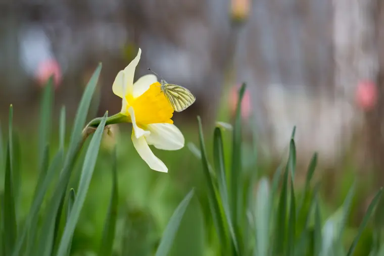 narcisse fleur printemps facile entretenir
