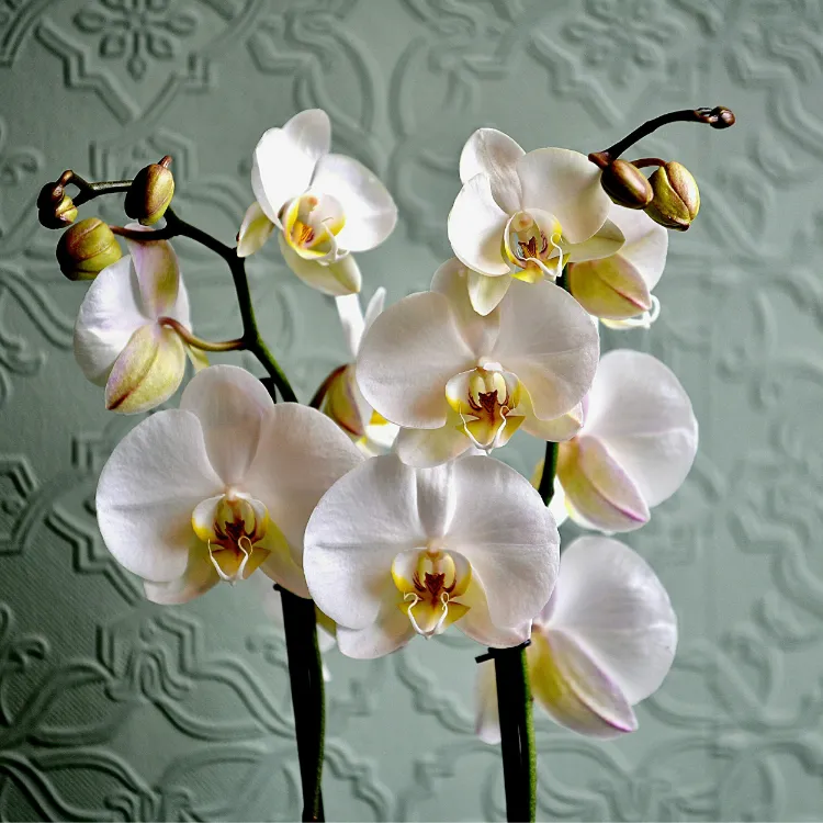 orchidées blanches bien les garder