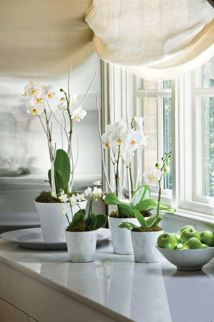 orchidées blanches pots fenêtres
