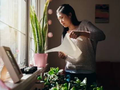 prendre soin plante jaunissant