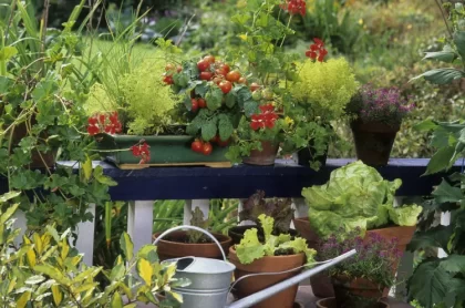 riche potager beau balcon