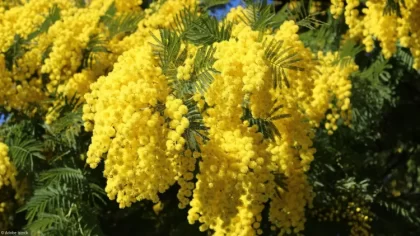 arbuste ou arbre mimosa