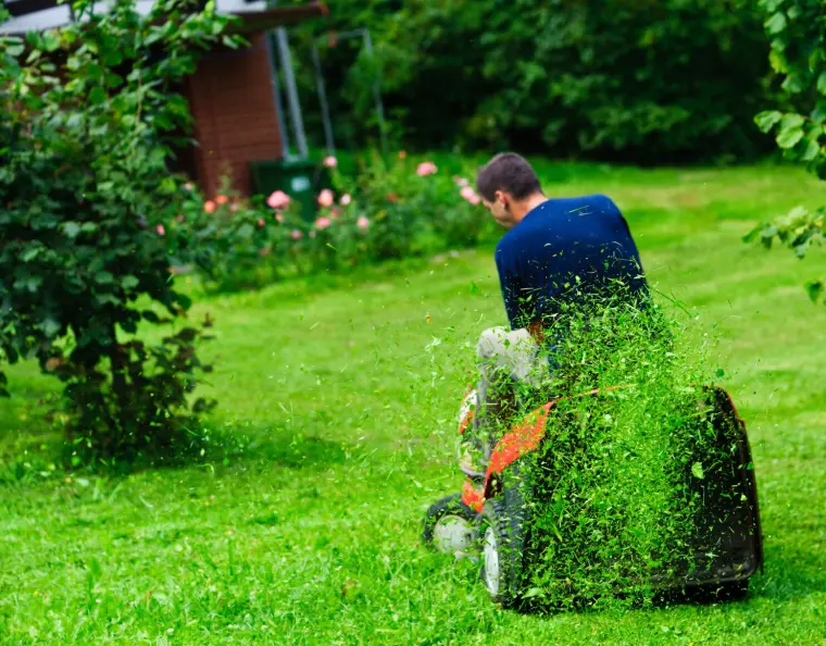 comment avoir une belle pelouse entretien